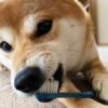犬用歯磨き粉（歯磨きジェル）のおすすめ20選！選び方や注意点を解説