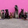 犬の種類の一覧表｜体のサイズ別・グループ別・50音順別