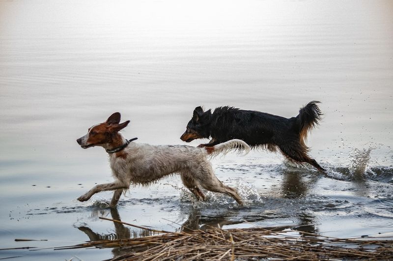 犬種のFCI10グループ『7G：ポインター・セター』に属する犬の種類一覧表