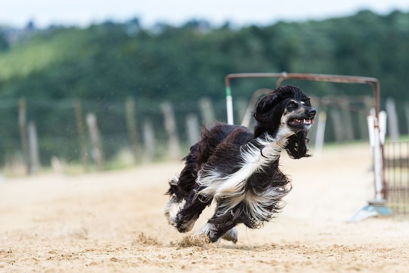 犬種のFCI10グループ『8G：7G以外の鳥猟犬』に属する犬の種類一覧表