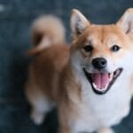 dog_typeshibainu-150x150.jpeg