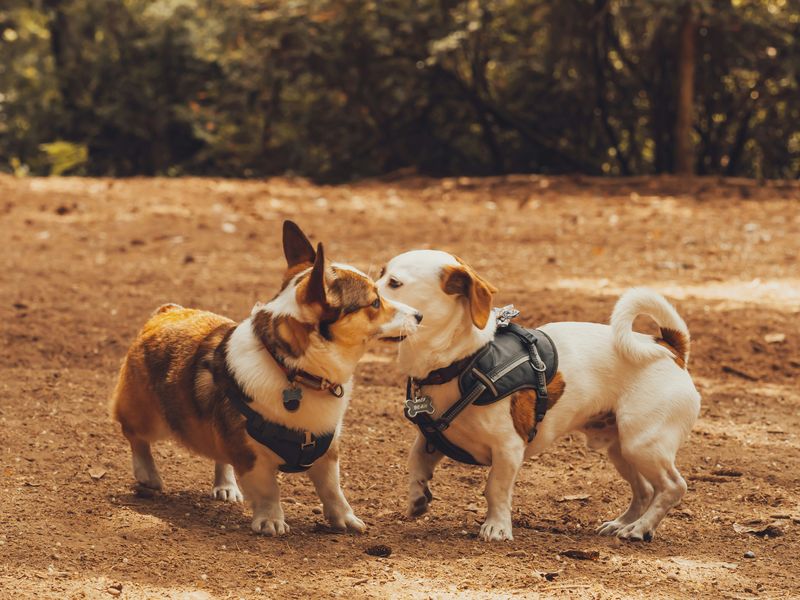 小型犬の種類の一覧表｜平均的な体重が4kg～10kgの小型犬特集