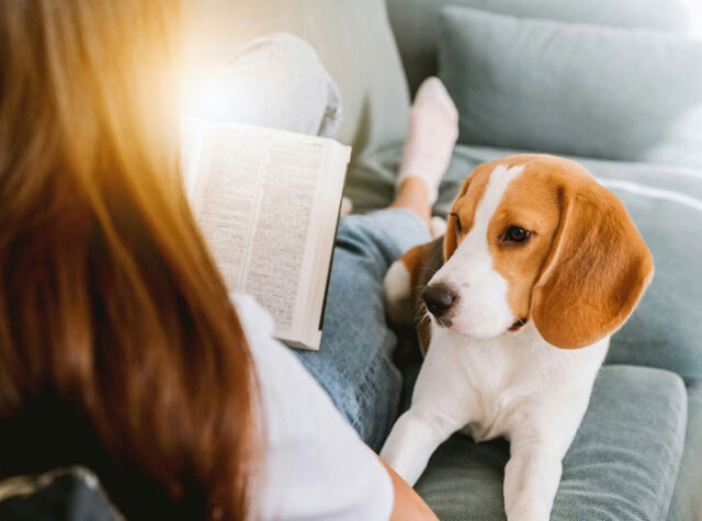 犬のアルビノとは？生まれる理由や特徴・白変種との違い nademo ペットメディア【nademo [なでも]】