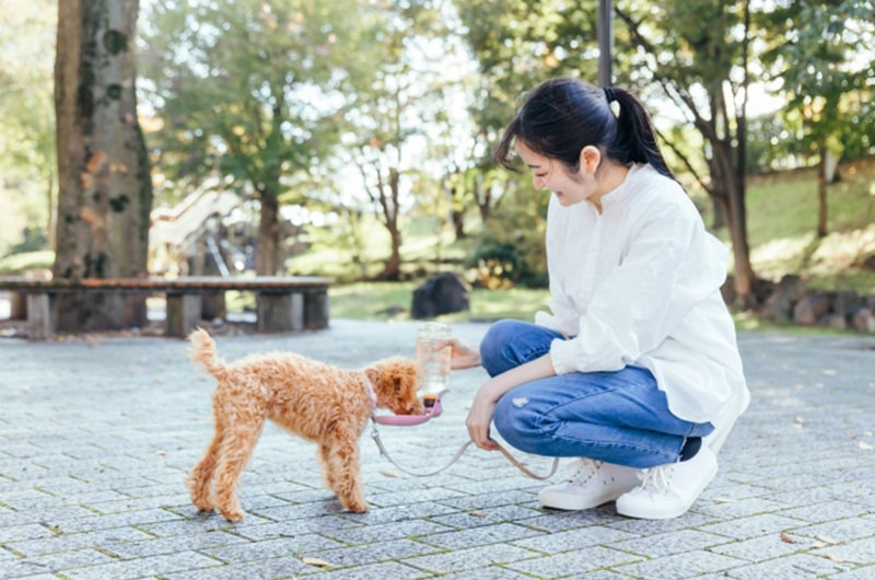 犬用給水器のおすすめ11選！安全で清潔な水が飲めるのは