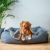 暑さに弱い犬ランキング