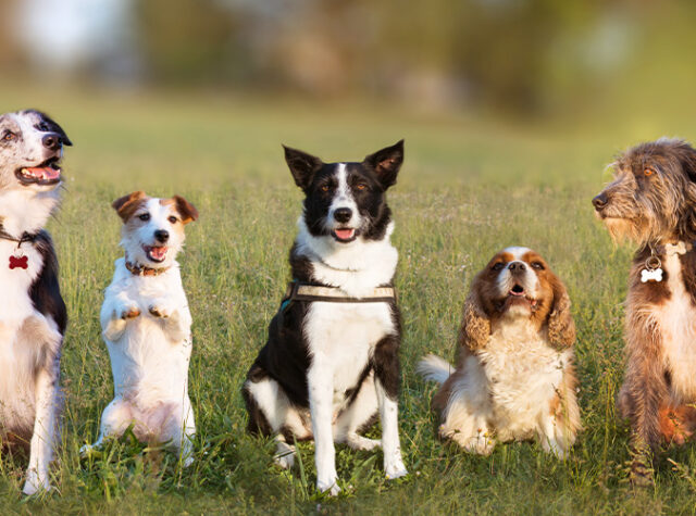 【2024年版】人気のおすすめ51犬種！各犬種の特徴や性格 nademo ペットメディア【nademo [なでも]】