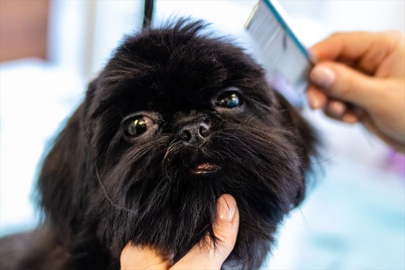 犬のブラッシング