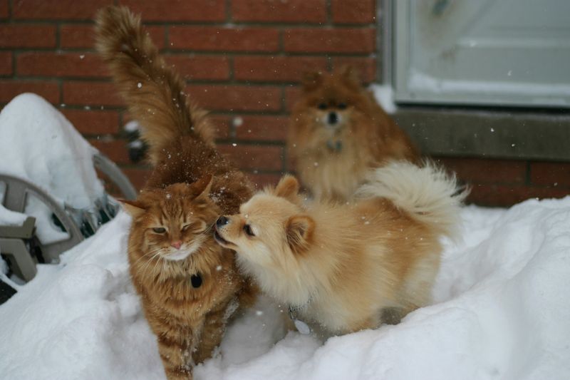 犬猫