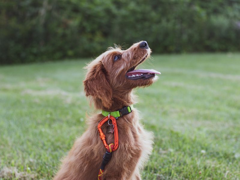 犬の首輪
