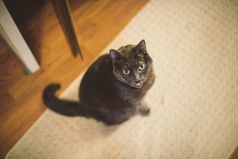 猫
