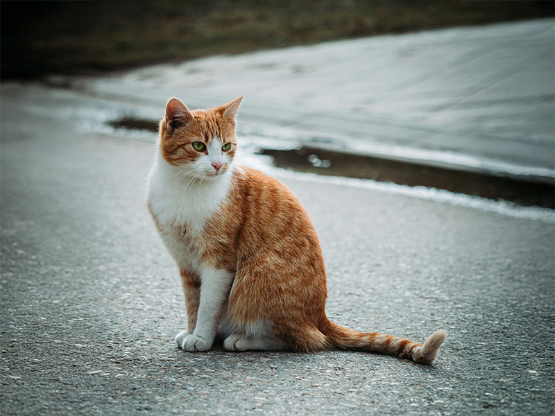 猫
