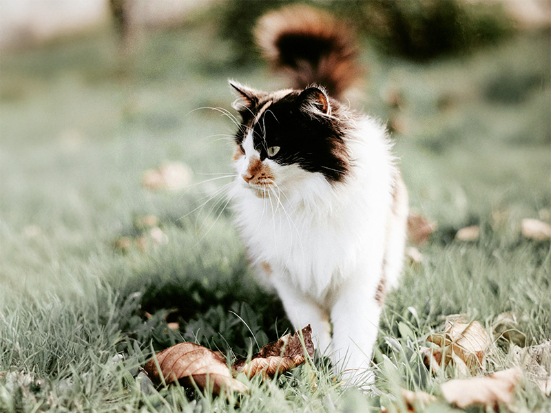 猫