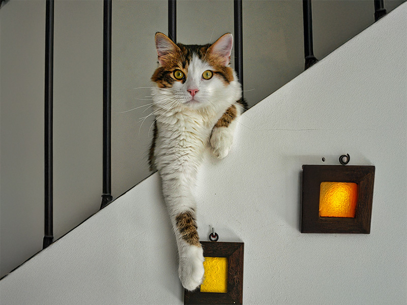 猫