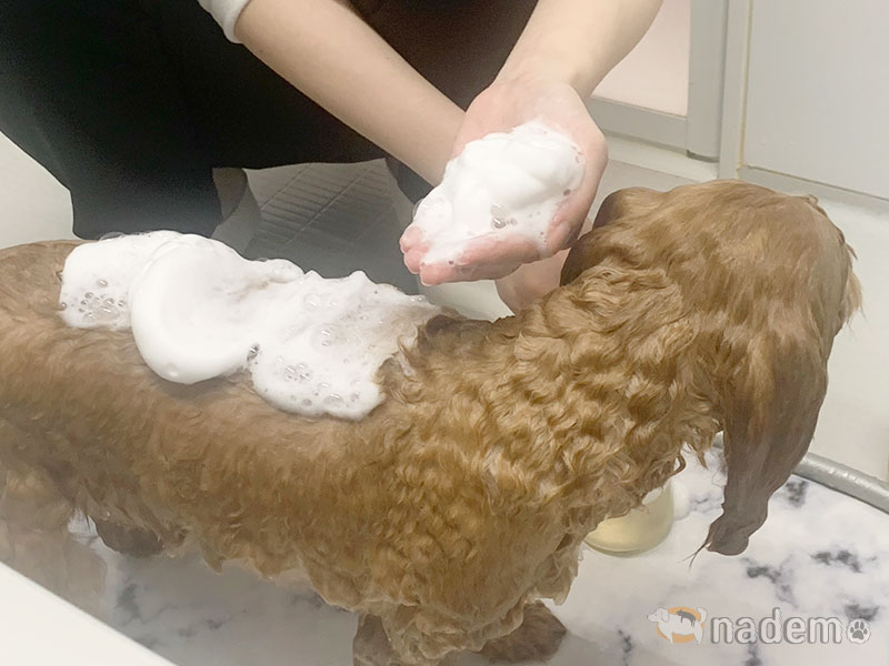Healing dog shampoo