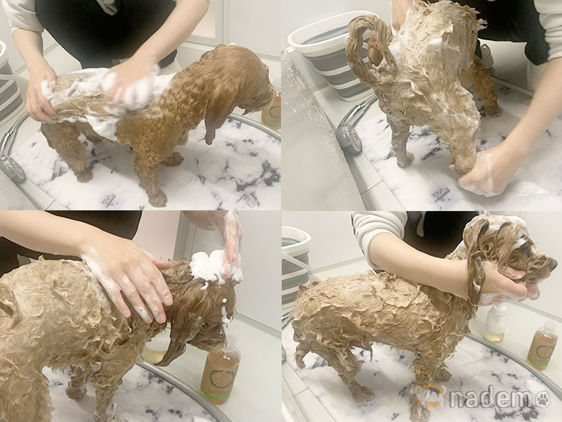 Healing dog shampoo