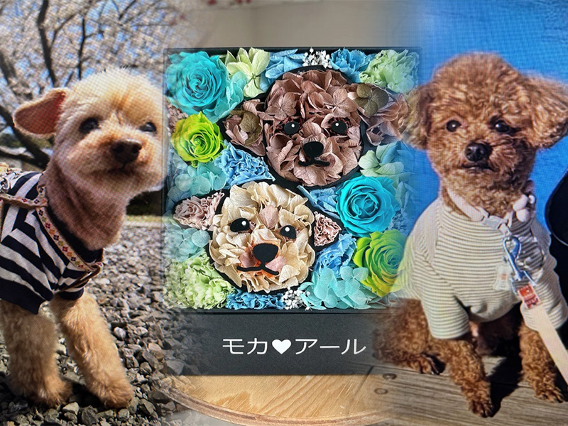 マイペリドット マイペットフラワー