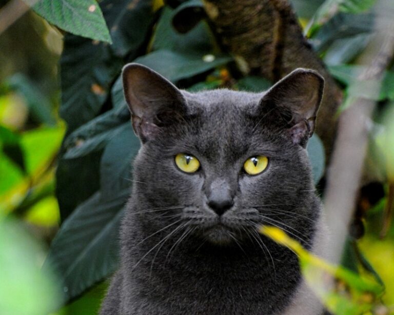 コラットの特徴と性格は？飼い方、平均寿命、誕生の歴史を解説 nademo ペットメディア【nademo [なでも]】