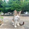 沖縄で出会った、とても人懐っこい野良猫たち
