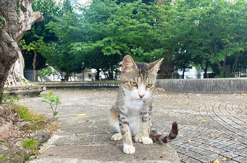 沖縄で出会った、とても人懐っこい野良猫たち
