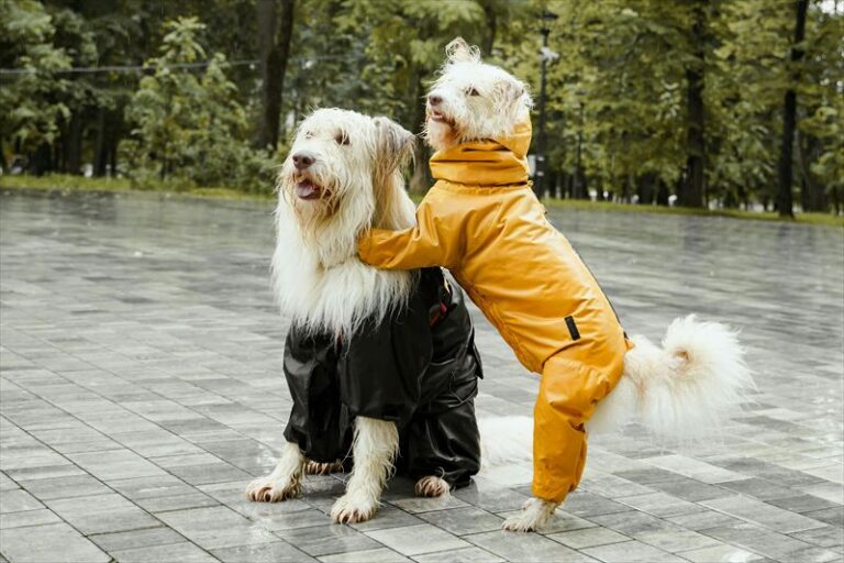 【2025年版】人気のおすすめ51犬種！各犬種の特徴や性格を解説 nademo ペットメディア【nademo [なでも]】