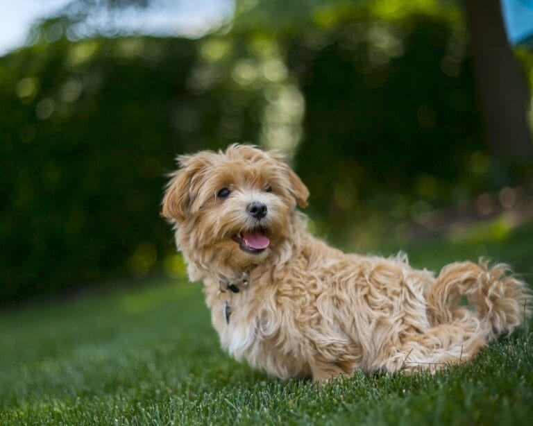 【2025年版】人気のおすすめ51犬種！各犬種の特徴や性格を解説 nademo ペットメディア【nademo [なでも]】