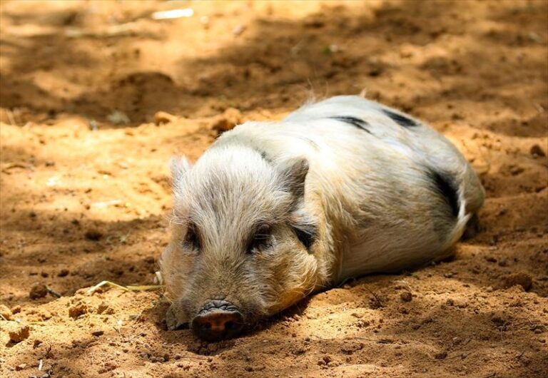 ミニブタ（マイクロブタ）の値段相場は？飼い方・お迎え前の注意点 nademo ペットメディア【nademo [なでも]】