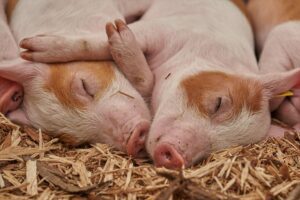 ミニブタ（マイクロブタ）の値段相場は？飼い方・お迎え前の注意点 nademo ペットメディア【nademo [なでも]】