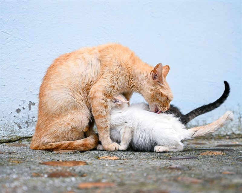 母猫と子猫