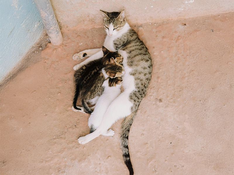 母猫と子猫
