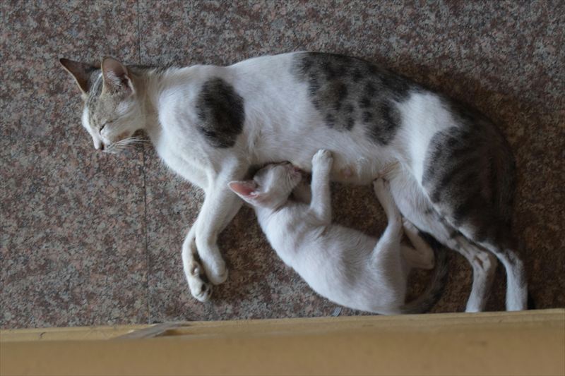 母猫と子猫