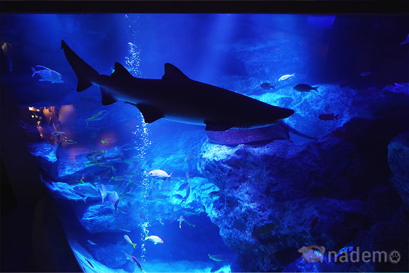 すみだ水族館