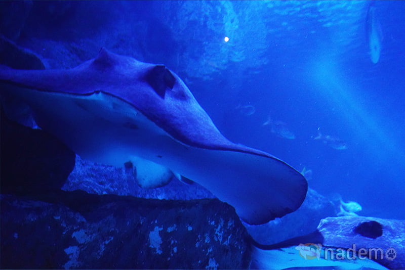 すみだ水族館