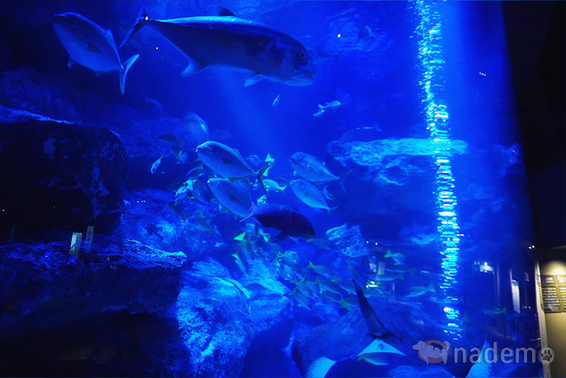 すみだ水族館