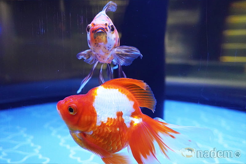 すみだ水族館