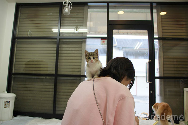 日本保護犬保護猫協会