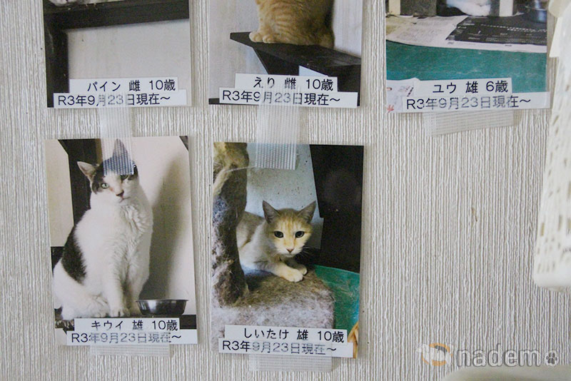 日本保護犬保護猫協会