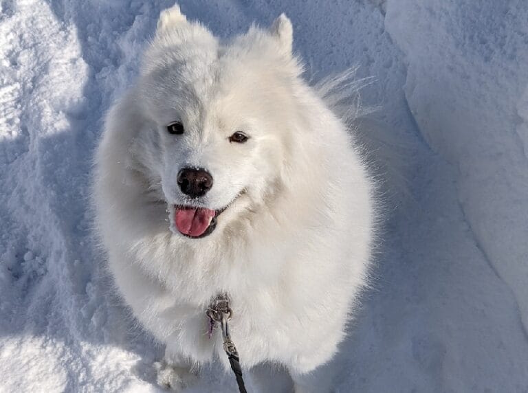 サモエドの特徴や性格は？正しい飼い方、平均寿命、歴史を解説 Nademo ペットメディア【nademo [なでも]】