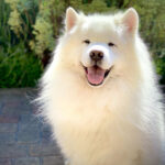 サモエド samoyed_top-150x150.jpg