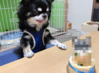 【第1回】愛犬 銀の初めてのお誕生日！お祝いは盛大なケーキで！？