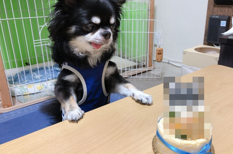 【第1回】愛犬 銀の初めてのお誕生日！お祝いは盛大なケーキで！？