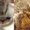 【第2回】エキゾチックショートヘアの赤ちゃん猫と出産準備で必要なもの10品目