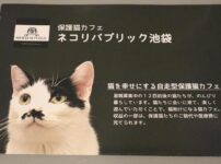 お仕事帰りに猫と遊んで猫助け「保護猫カフェ ネコリパブリック東京池袋店」