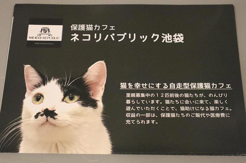 お仕事帰りに猫と遊んで猫助け「保護猫カフェ ネコリパブリック東京池袋店」