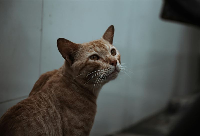 短毛猫