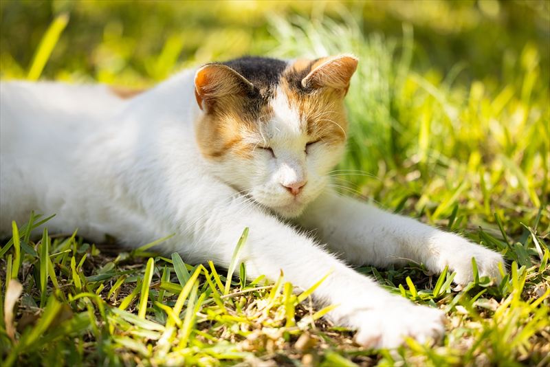 短毛猫