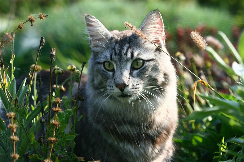 猫