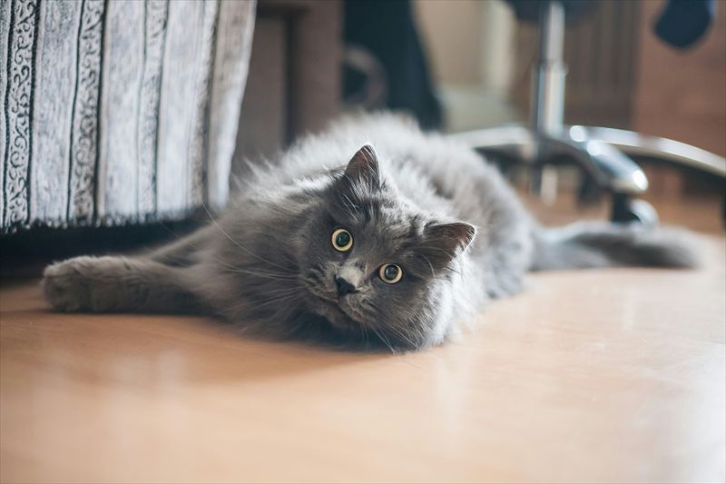 猫