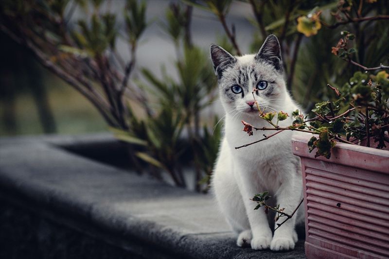猫