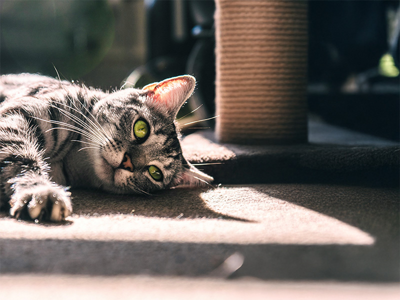猫