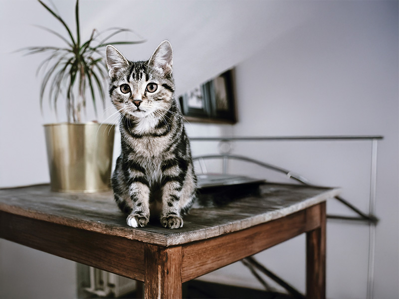 猫